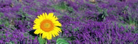 http://c328301.r1.cf1.rackcdn.com/PPI83064S.jpg