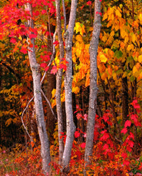 http://c328301.r1.cf1.rackcdn.com/PPI89125S.jpg