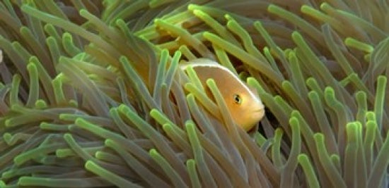 Close-up of Skunk Anemone Fish and Indian Bulb Anemone poster print.