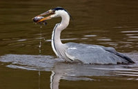 Grey Heron Poster Print showcasing the elegance of the bird in its natural habitat in Kenya.