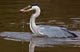 Grey Heron Poster Print showcasing the elegance of the bird in its natural habitat in Kenya.
