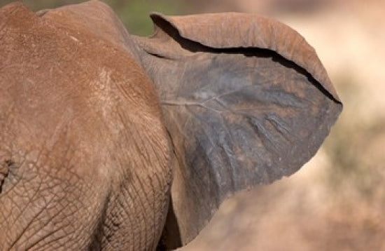 African Elephant Poster Print - Elephant Ear in Samburu National Reserve, Kenya