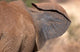 African Elephant Poster Print - Elephant Ear in Samburu National Reserve, Kenya
