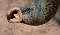 African elephant trunk poster print from Samburu National Reserve, Kenya.