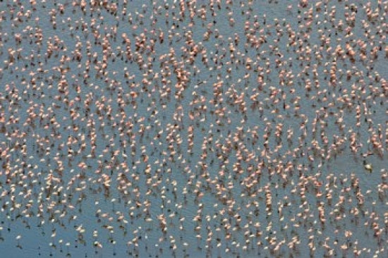 Lesser Flamingo at Lake Nakuru poster print showcasing vibrant wildlife.
