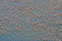 Lesser Flamingo at Lake Nakuru poster print showcasing vibrant wildlife.