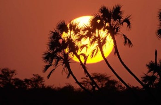 Sunrise behind silhouetted trees in Kenya, Africa poster print