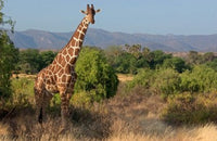 Giraffe Walking Across the Plain in Kenya Poster Print