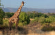 Giraffe Walking Across the Plain in Kenya Poster Print