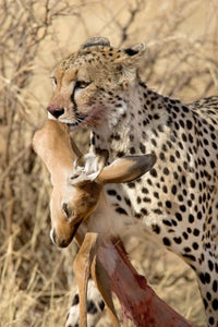 Cheetahs and prey in Samburu National Park poster print
