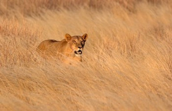 Female lion moving through tall grass in Masai Mara National Reserve, Kenya poster print.
