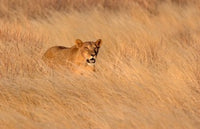 Female lion moving through tall grass in Masai Mara National Reserve, Kenya poster print.