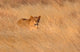 Female lion moving through tall grass in Masai Mara National Reserve, Kenya poster print.