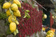 Close-up of lemons and chili peppers in a market stall, Sorrento, Naples, Campania, Italy.