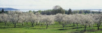 http://c328301.r1.cf1.rackcdn.com/PPI93563L.jpg