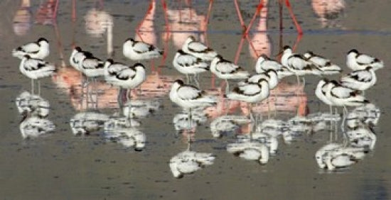 Reflection of avocets and flamingos in water at Ngorongoro Crater, Tanzania poster print.