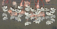 Reflection of avocets and flamingos in water at Ngorongoro Crater, Tanzania poster print.