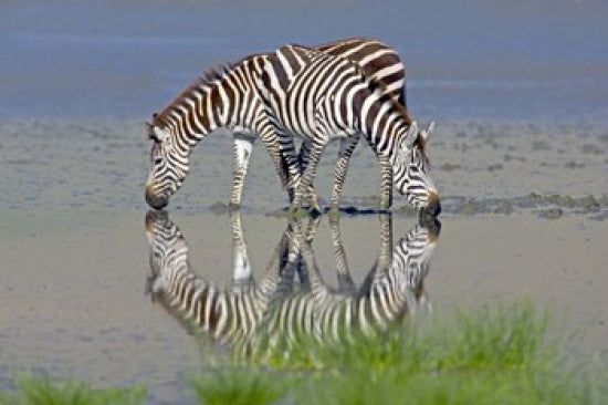 Two zebras drinking water from a lake in Ngorongoro Conservation Area, Tanzania.