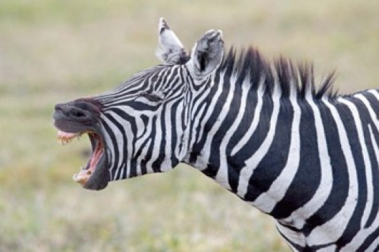 Close-up of a zebra braying in Ngorongoro Crater, Tanzania poster print.