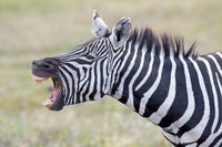 Close-up of a zebra braying in Ngorongoro Crater, Tanzania poster print.