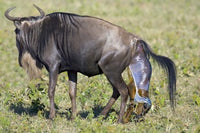 Wildebeest giving birth to its calf in Ngorongoro Crater, Tanzania poster print.