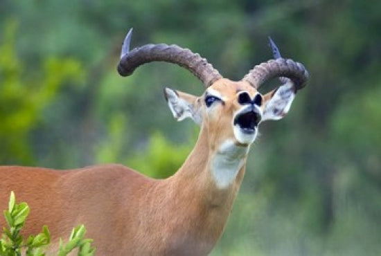 Close-up of an impala (Aepyceros melampus) poster print showcasing wildlife photography.