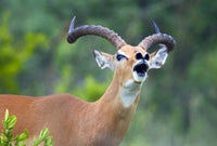 Close-up of an impala (Aepyceros melampus) poster print showcasing wildlife photography.