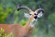 Close-up of an impala (Aepyceros melampus) poster print showcasing wildlife photography.