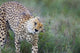 Cheetah shaking off water in Ngorongoro Conservation Area, Tanzania poster print.