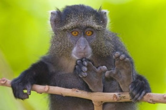 Close-up of a Blue monkey sitting on a branch in Tanzania.