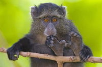 Close-up of a Blue monkey sitting on a branch in Tanzania.