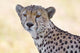 Close-up image of a cheetah in Ngorongoro Conservation Area, Tanzania.