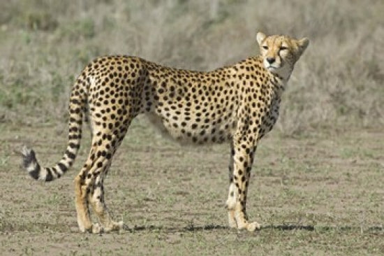 Cheetah side profile poster print from the Ngorongoro Conservation Area.