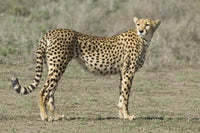 Cheetah side profile poster print from the Ngorongoro Conservation Area.