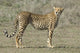 Cheetah side profile poster print from the Ngorongoro Conservation Area.