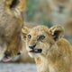 Close-up of a lion cub poster print from Ngorongoro Conservation Area