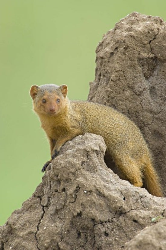 Dwarf mongoose side profile poster print from Tarangire National Park, Tanzania.