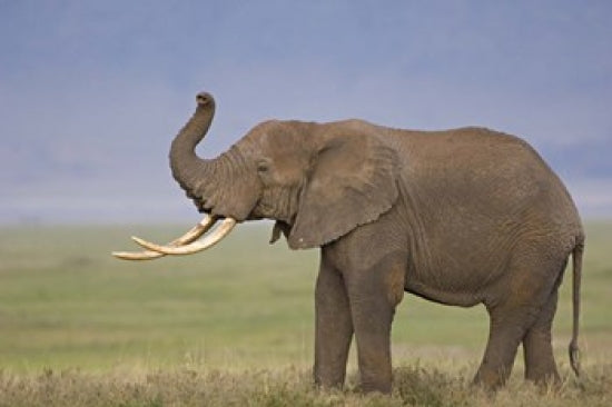 African elephant standing in a field at Ngorongoro Crater, Tanzania poster print.