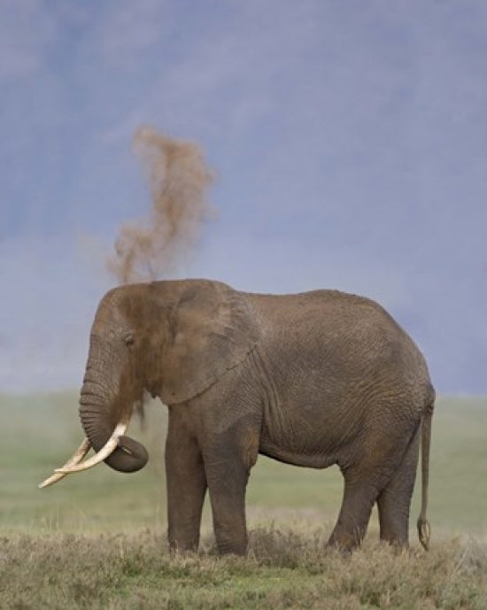 Side profile of an African elephant in Ngorongoro Crater, Tanzania poster print