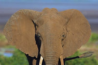 Close-up of an African elephant at Lake Manyara, Tanzania poster print.