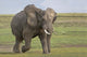 African elephant running in a field at Ngorongoro Crater, Tanzania.