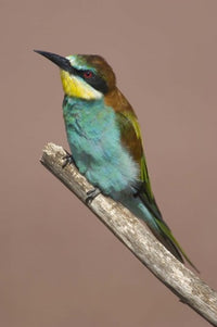 Close-up of European bee-eater perched on a branch in Tanzania.