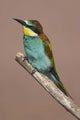 Close-up of European bee-eater perched on a branch in Tanzania.