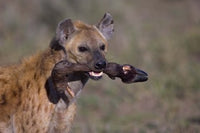 Close-up poster print of a hyena holding a wildebeest's leg in Tanzania.