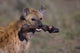 Close-up poster print of a hyena holding a wildebeest's leg in Tanzania.