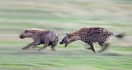 Two hyenas running in a field at Ngorongoro Crater, Tanzania poster print.