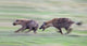 Two hyenas running in a field at Ngorongoro Crater, Tanzania poster print.