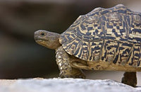 Close-up of a Leopard Tortoise in Tarangire National Park, Tanzania.