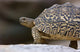 Close-up of a Leopard Tortoise in Tarangire National Park, Tanzania.