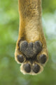 Close-up of a lion's paw on the ground at Lake Manyara, Tanzania.